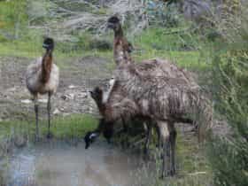 Emus at Inneston, Yorke Peninsula, South Australia
