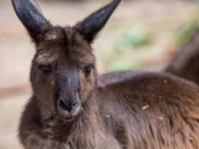 Kangaroo Island Kangaroo
