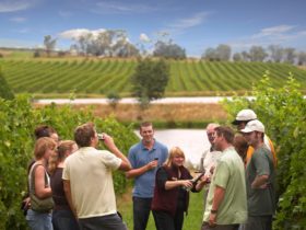 In the vines