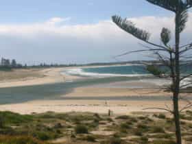 Avoca