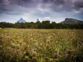 Beerwah