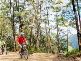 Bikers riding through forest at Nightcap National Park