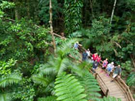 Guided Boardwalk in the Daintree