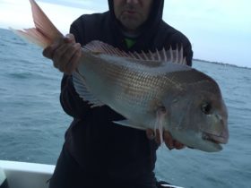 Snapper Fishing Melbourne