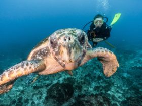 Scuba diver watching a turtle on a scuba dive at Julian Rocks in Byron Bay