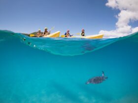 Explore the Wildlife