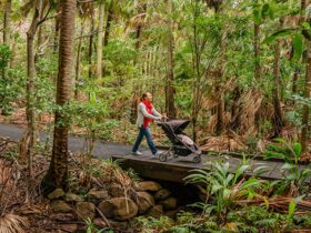 Woman with stroller on Palm Valley Currenbah walking track, Cape Byron State Conservation Area.
