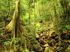 Wet Tropic Rainforest