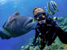 Down Under Cruise and Dive