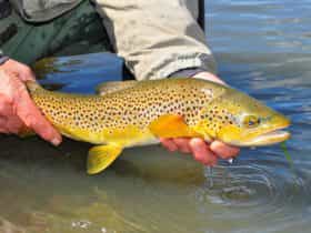 brown trout
