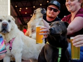 dogs