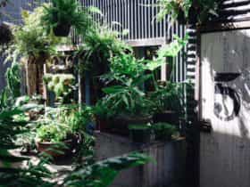 Gather and Dust Temple alleyway filled with beautiful plants