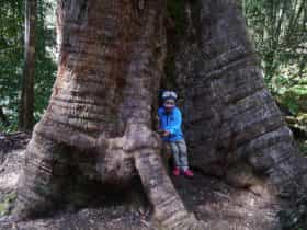 A small boy smiles broadly while hugging a giant tree