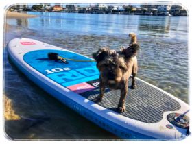 Pup SUP