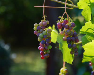 Food and Drink in South Australia