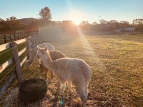 Alpaca farm experience and farm tours