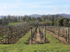Pinot Grigio vines after pruning