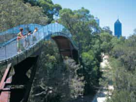 Law Trail and Lotterywest Federation Walkway, Kings Park, West Perth, Western Australia