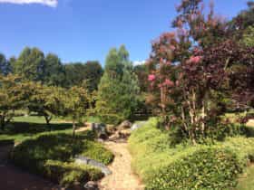 Japanese plantings in Canberra Nara Peace Park