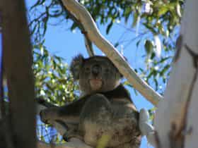 We are very lucky to have visits from local Koalas.
