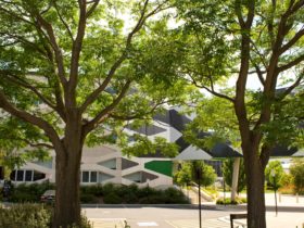 White Cedars in front of a building, found on the Lindsay Pryor Walk