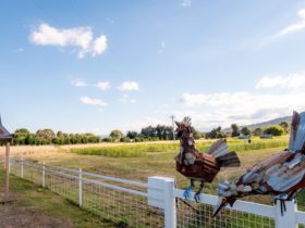 Found Object Chicken Sculptures on Majura Road
