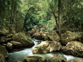 Great Walk Sunshine Coast Hinterland