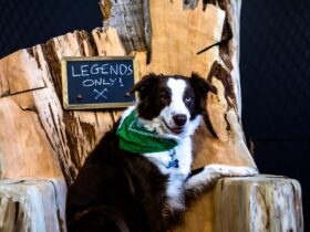Axe Throwing Legend Dog