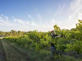 Winery