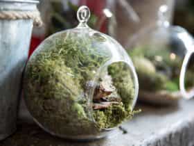 Custom made terrariums