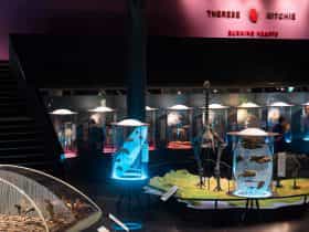 Transformations Gallery at MAGNT Darwin
