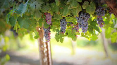 Food and Drink in New South Wales