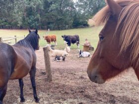 Two horses watching over a paddock of cows, goats and alpacas most lying down and resting