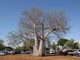 Old Boab Tree in Cavenagh Street