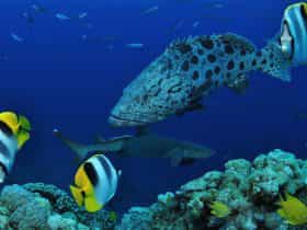 Osprey Reef