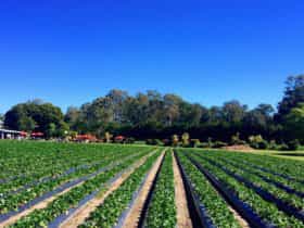 Strawberry Fields