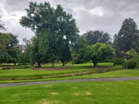 Grass and trees