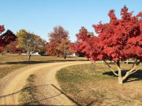 Autumn views