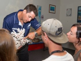 Real live specimens give deeper understanding of the Great Barrier Reef