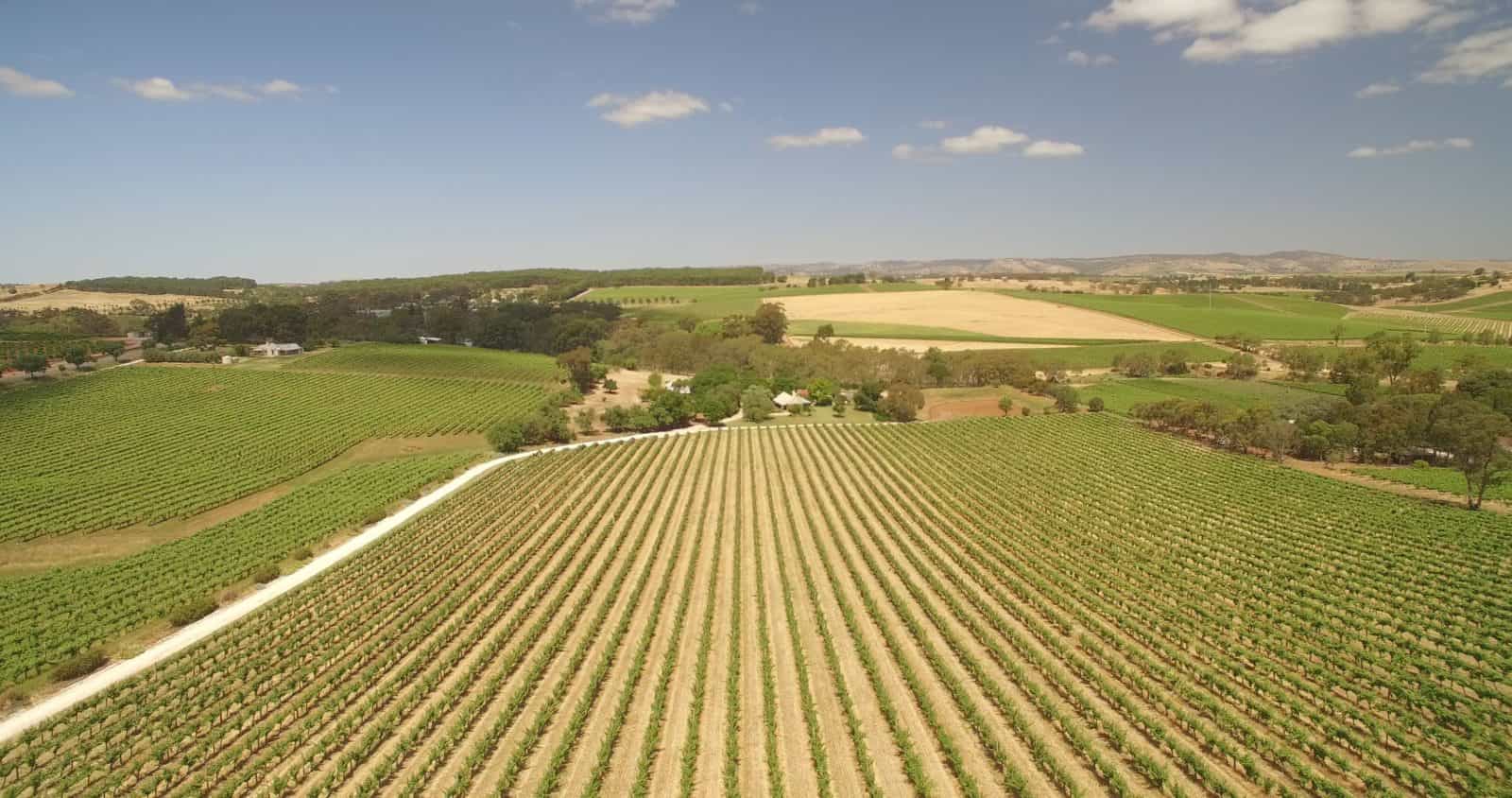 Seize the Day Wines vineyard Seppeltsfield Barossa Valley