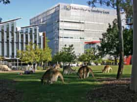 University of the Sunshine Coast Sippy Downs