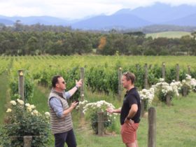 Yarra Vally Wine tasting