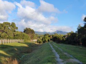 Unavale Vineyard