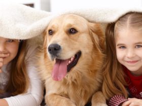 Adelaide Animal Emergency & Referral Centre