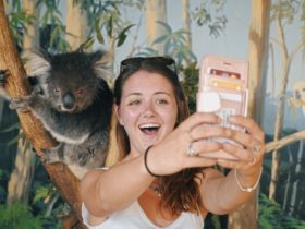 Welcome to Travel: Melbourne - Koala Selfie