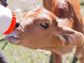 Cow drinking milk