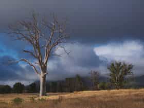 wilpena