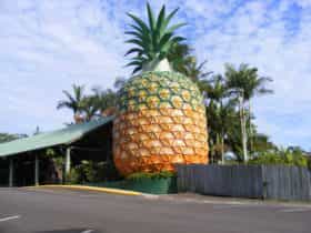 The Big Pineapple