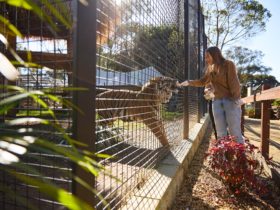 Penrith Zambi Wildlife Sanctuary