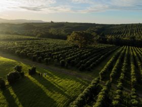 Zentveld's Coffee Farm and Roastery, Newrybar